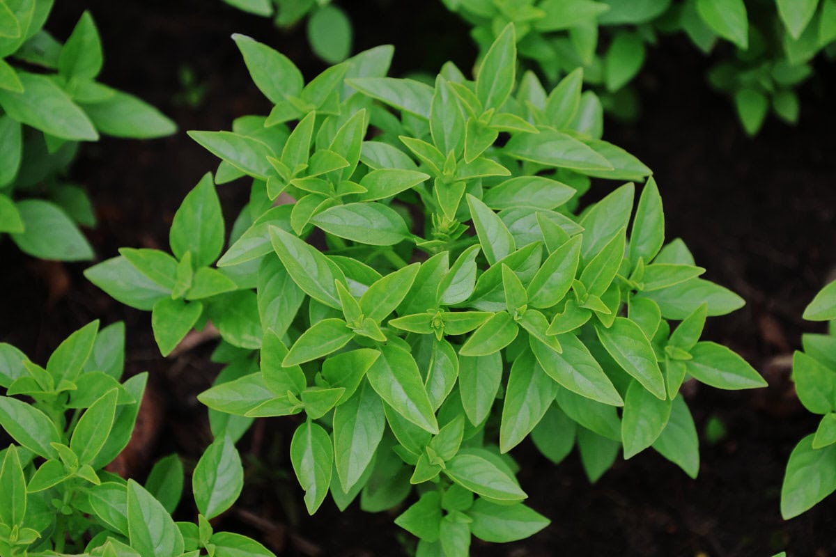 snowball basil plants