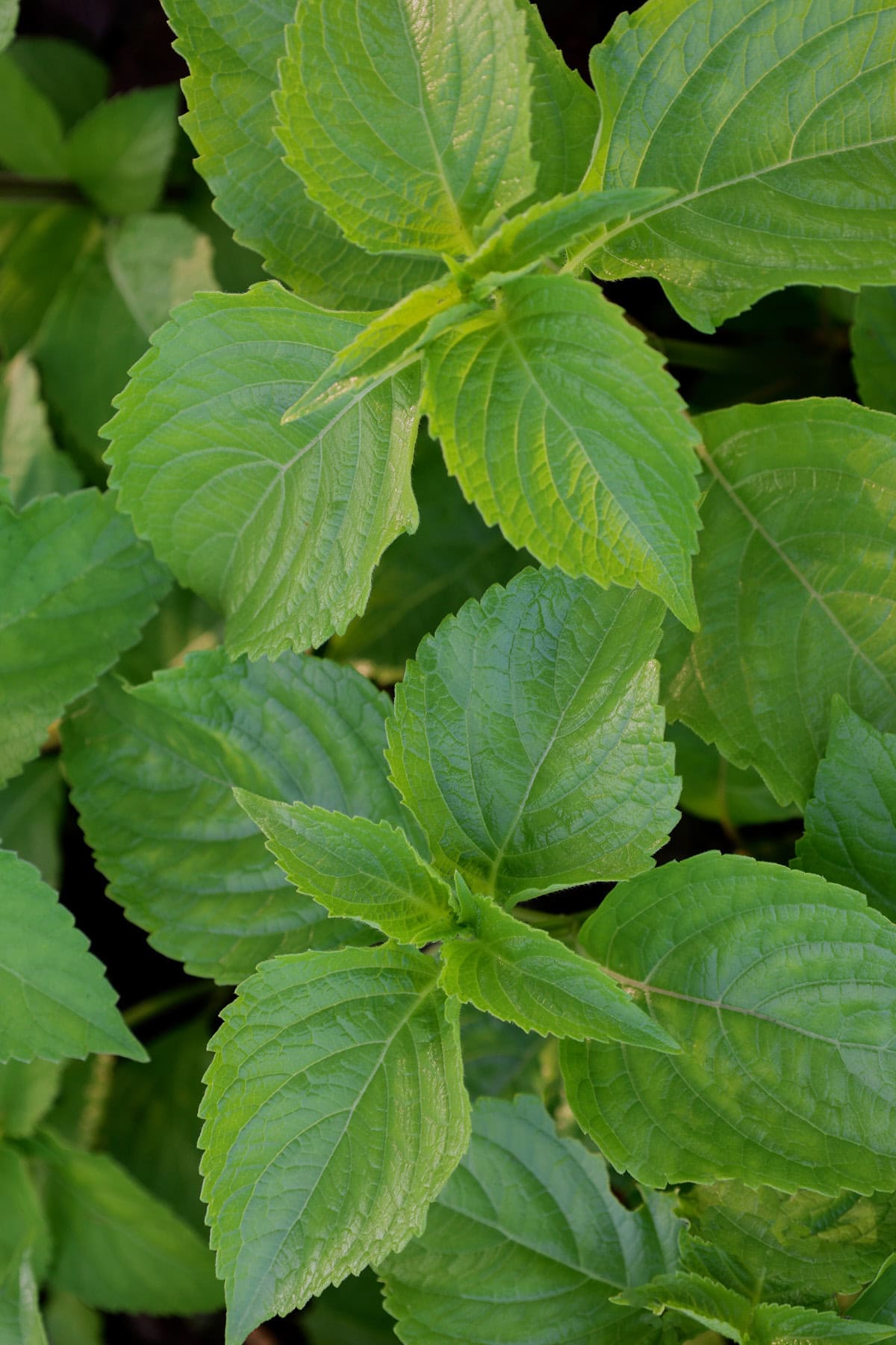 a west african basil plant