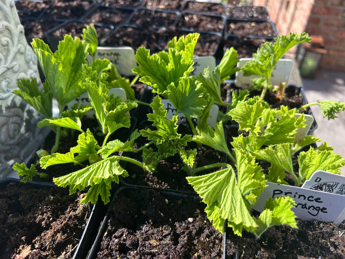 a nursery tray partially filled with scented geranium cuttings