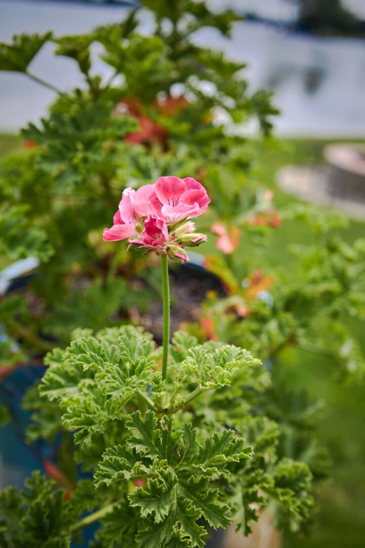 an apricot scented geranium plant