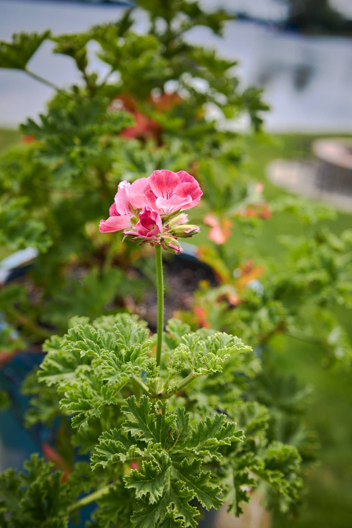 an apricot scented geranium plant