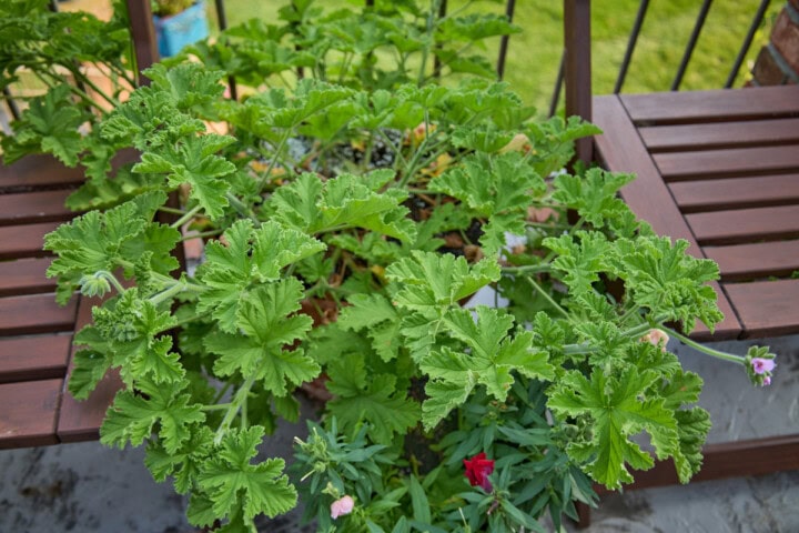 an attar of roses scented geranium plant