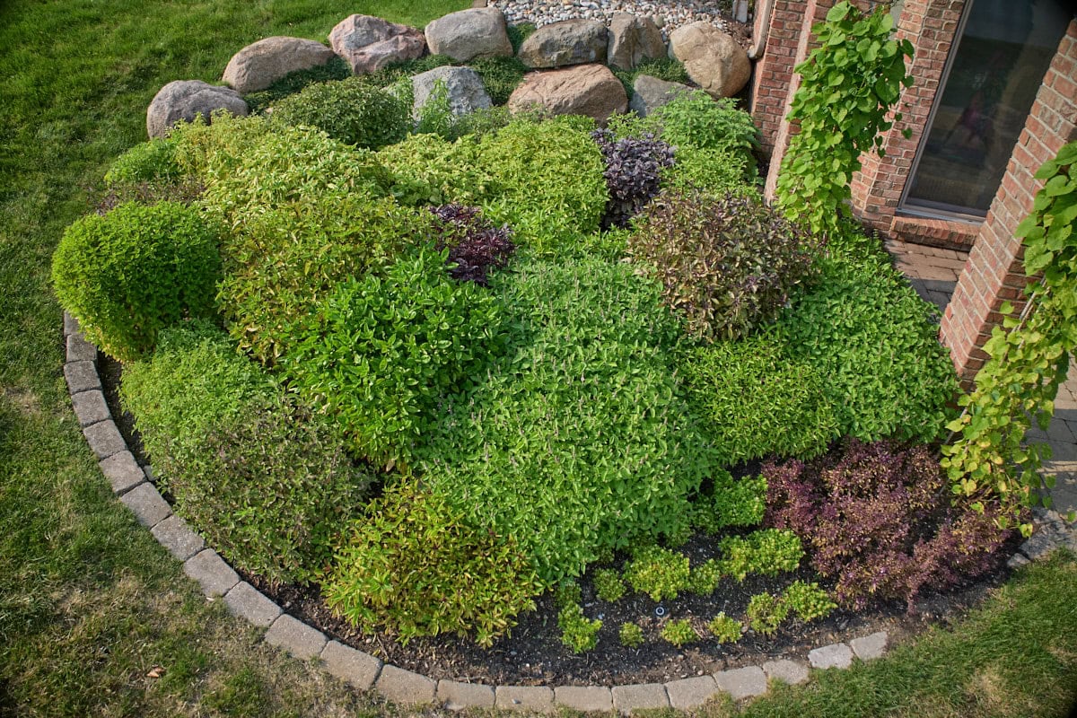 basil plants in a garden