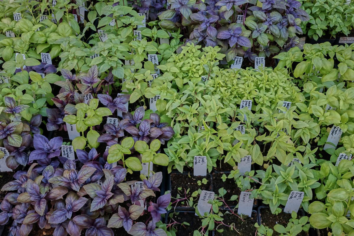 basil seedlings