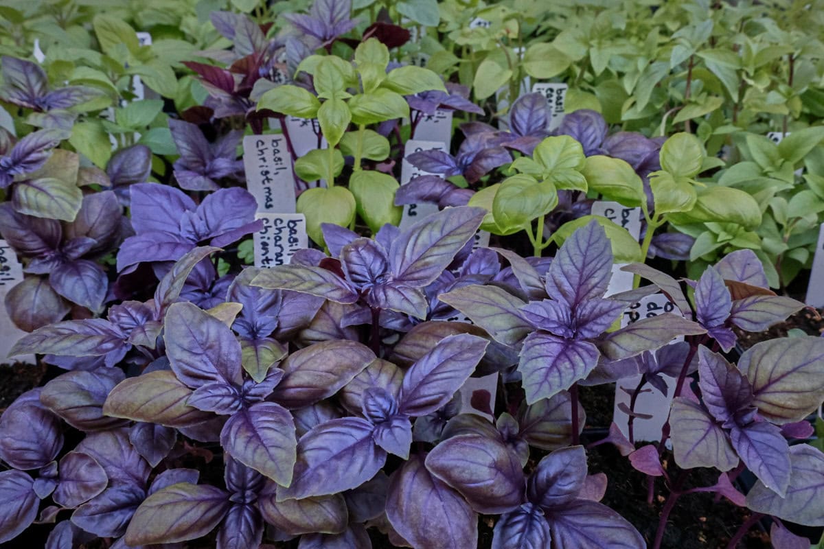 basil seedlings