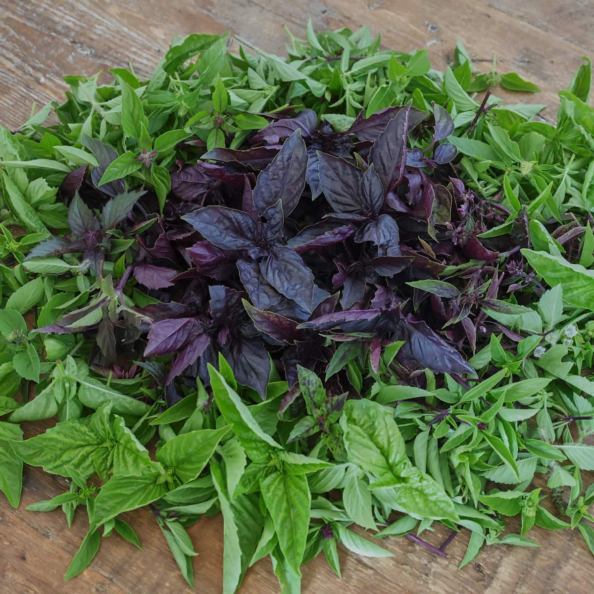 basil leaves on a table arranged by color in concentric rings
