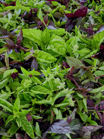 freshly-cut basil plant top leaves and flowers from a variety of basil plants
