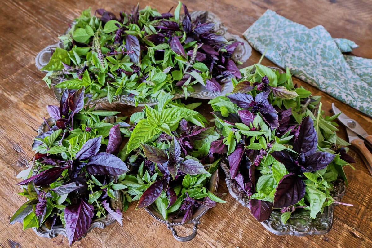 basil plant leaves on trays with a napkin and pruning shears