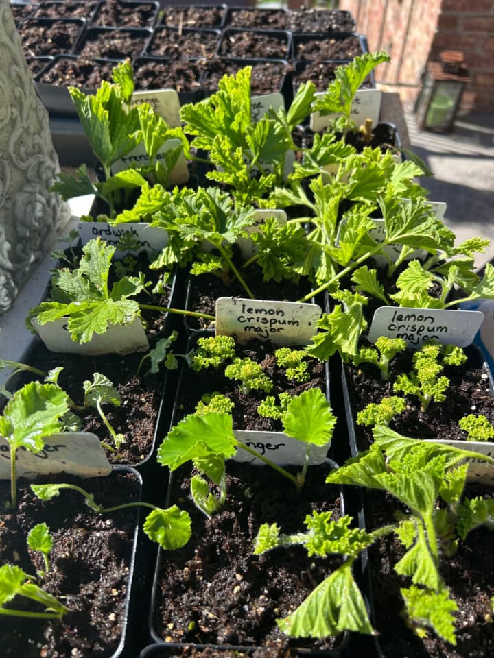 a nursery tray of scented geranium cuttings