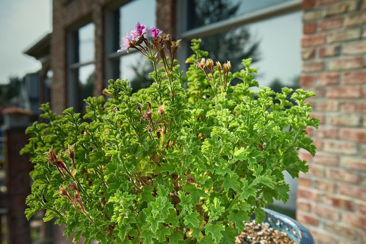 a nutmeg scented geranium plant