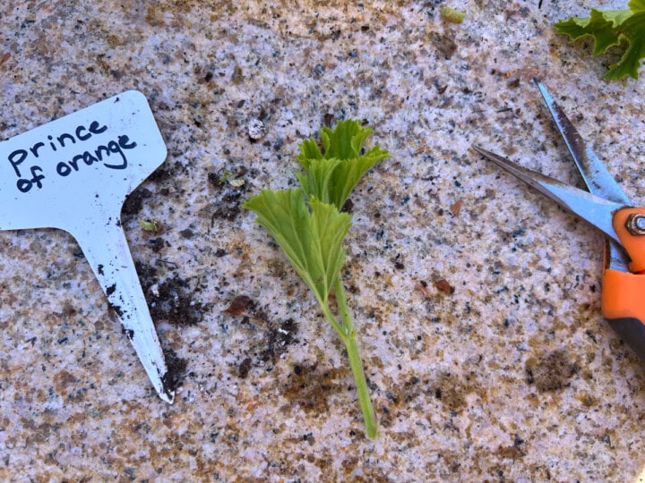a prince of orange scented geranium cutting, clippers, and plant tag