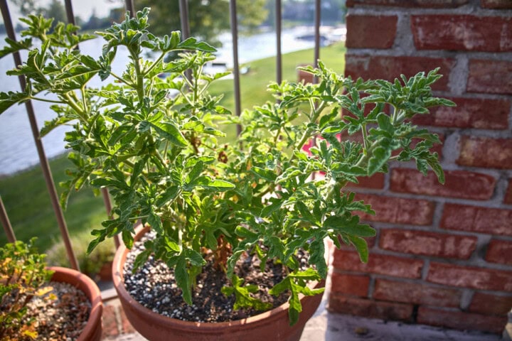 a rober's lemon rose geranium plant