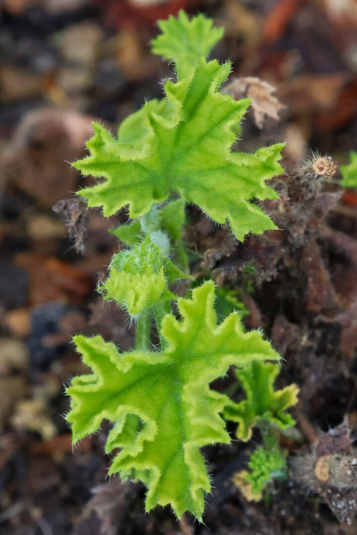 an angel's perfume scented geranium plant