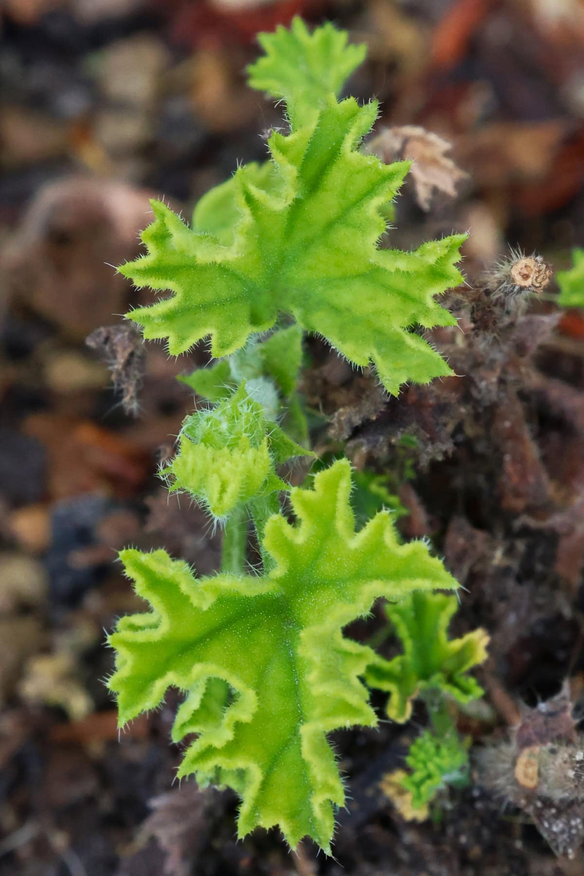 an angel's perfume scented geranium plant