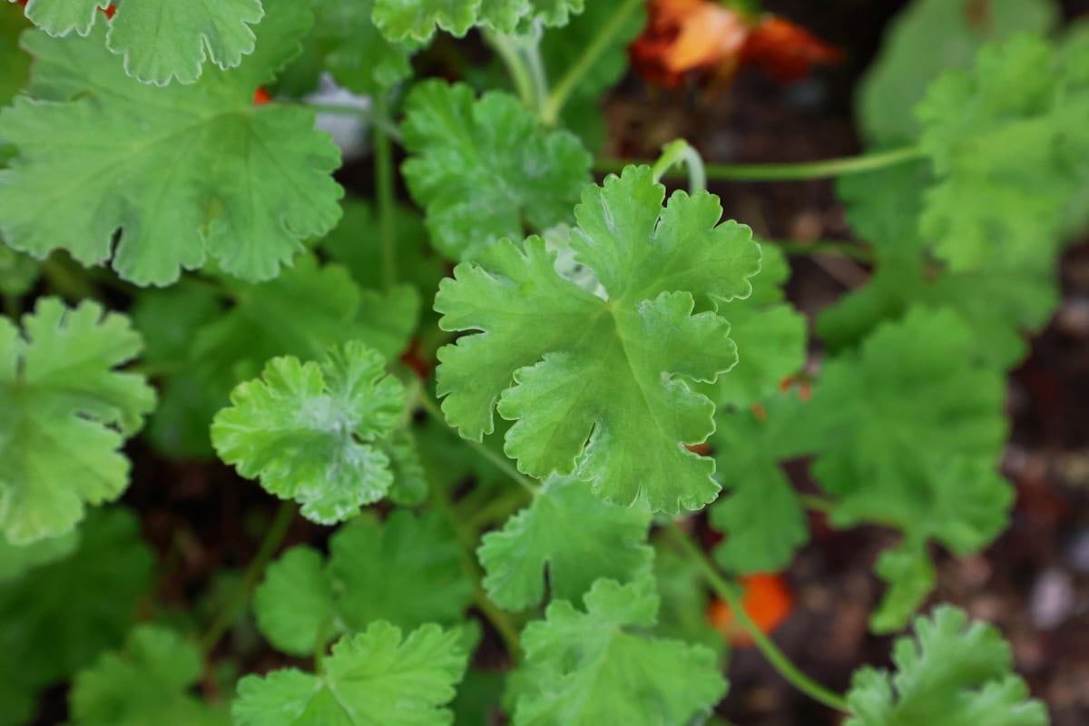 an apple scented geranium plant