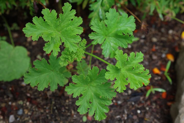 an apricot scented geranium plant