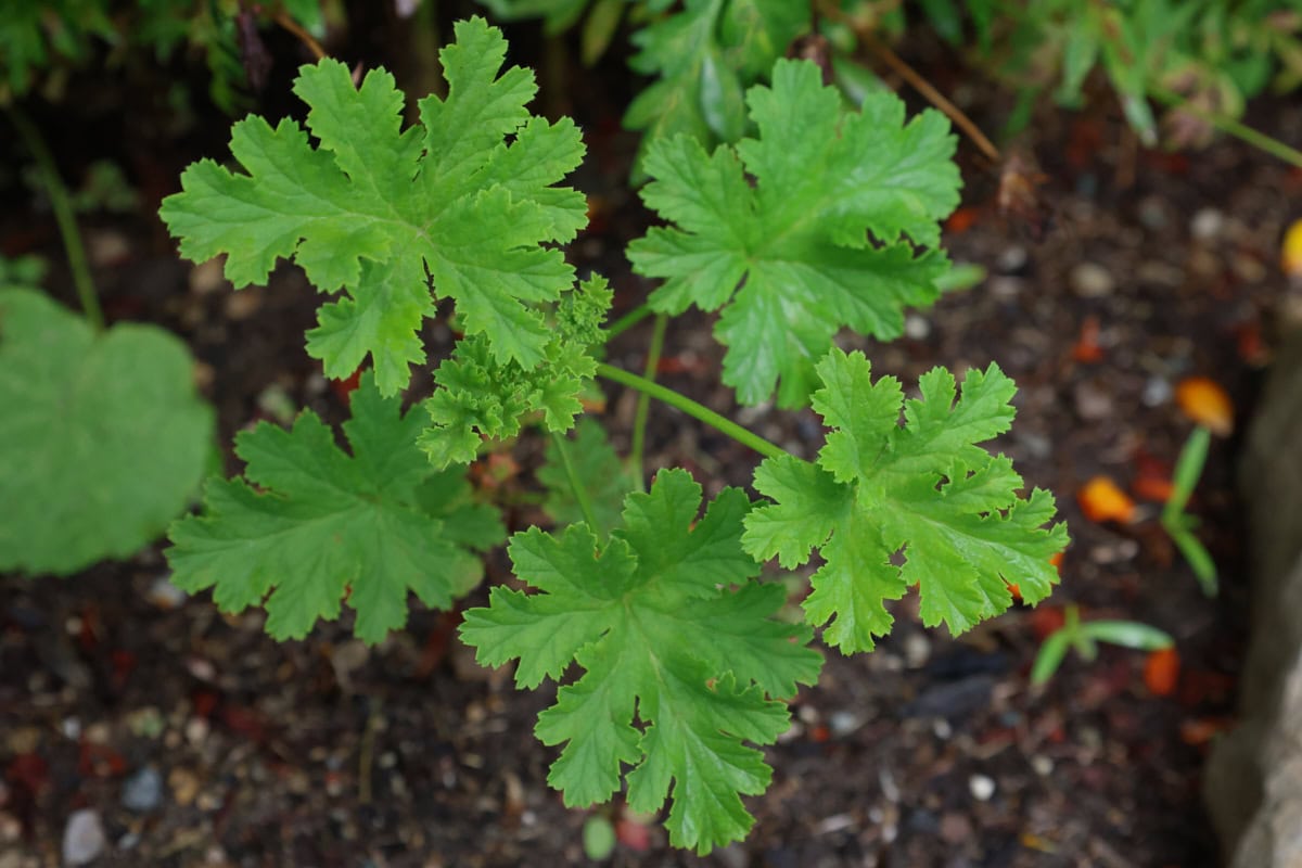 an apricot scented geranium plant