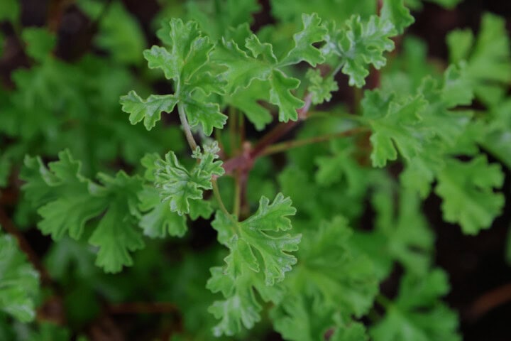 an ardwick cinnamon scented geranium plant