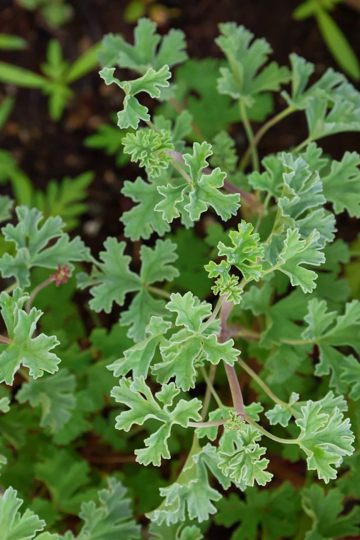 an ardwick scented geranium plant