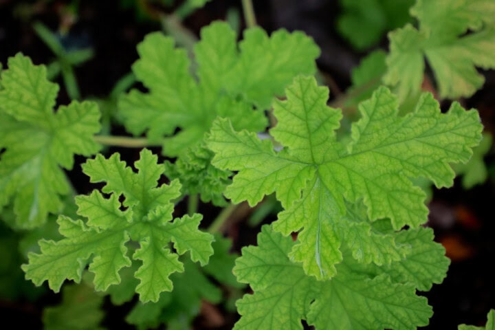 an attar of roses scented geranium plant