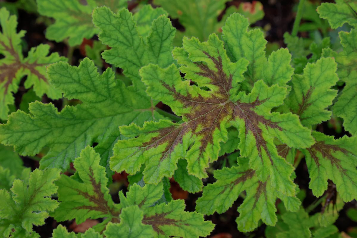 a chocolate mint scented geranium plant