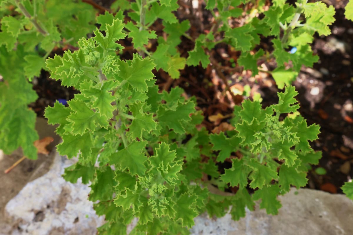 a cinnamon scented geranium plant