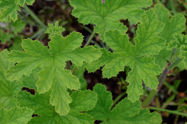 a clorinda scented geranium plant