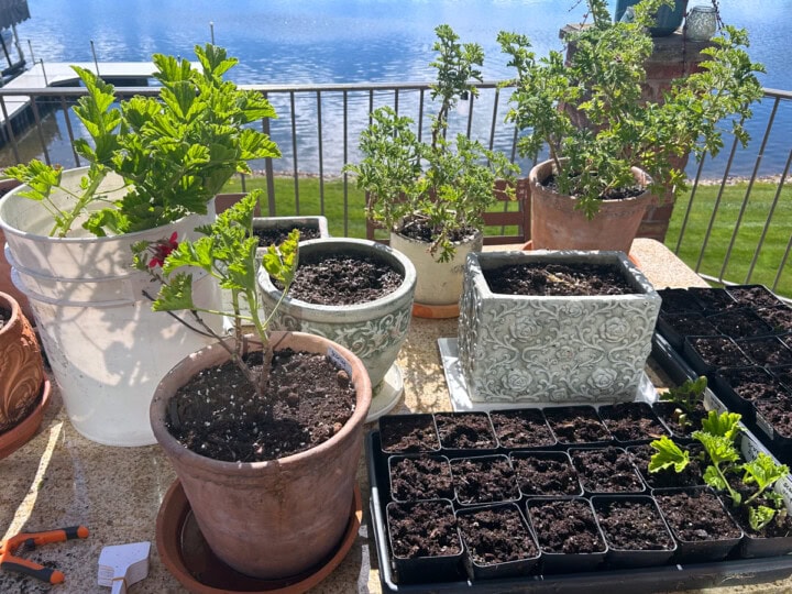 pots, a bucket, trays, clippers, and plant tags with scented geranium plants for taking cuttings