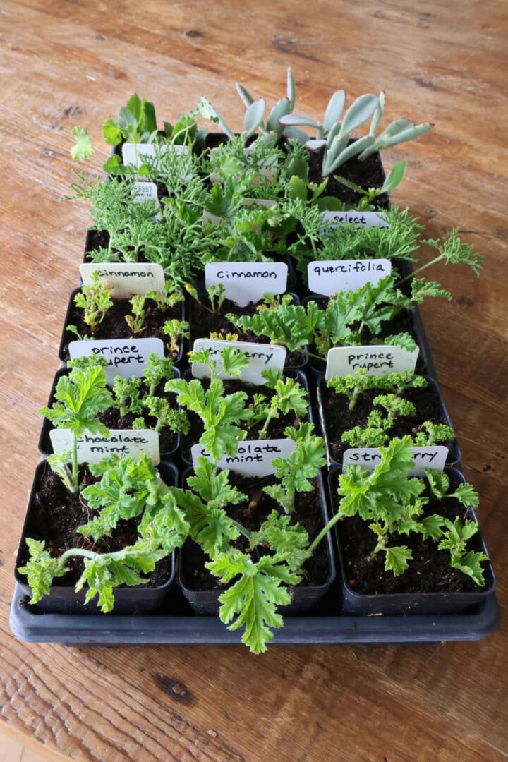 a nursery tray of scented geranium cuttings