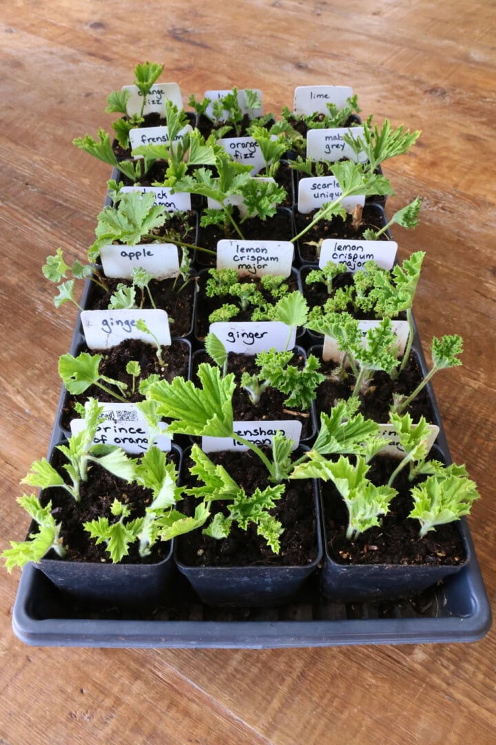 a nursery tray of scented geranium cuttings