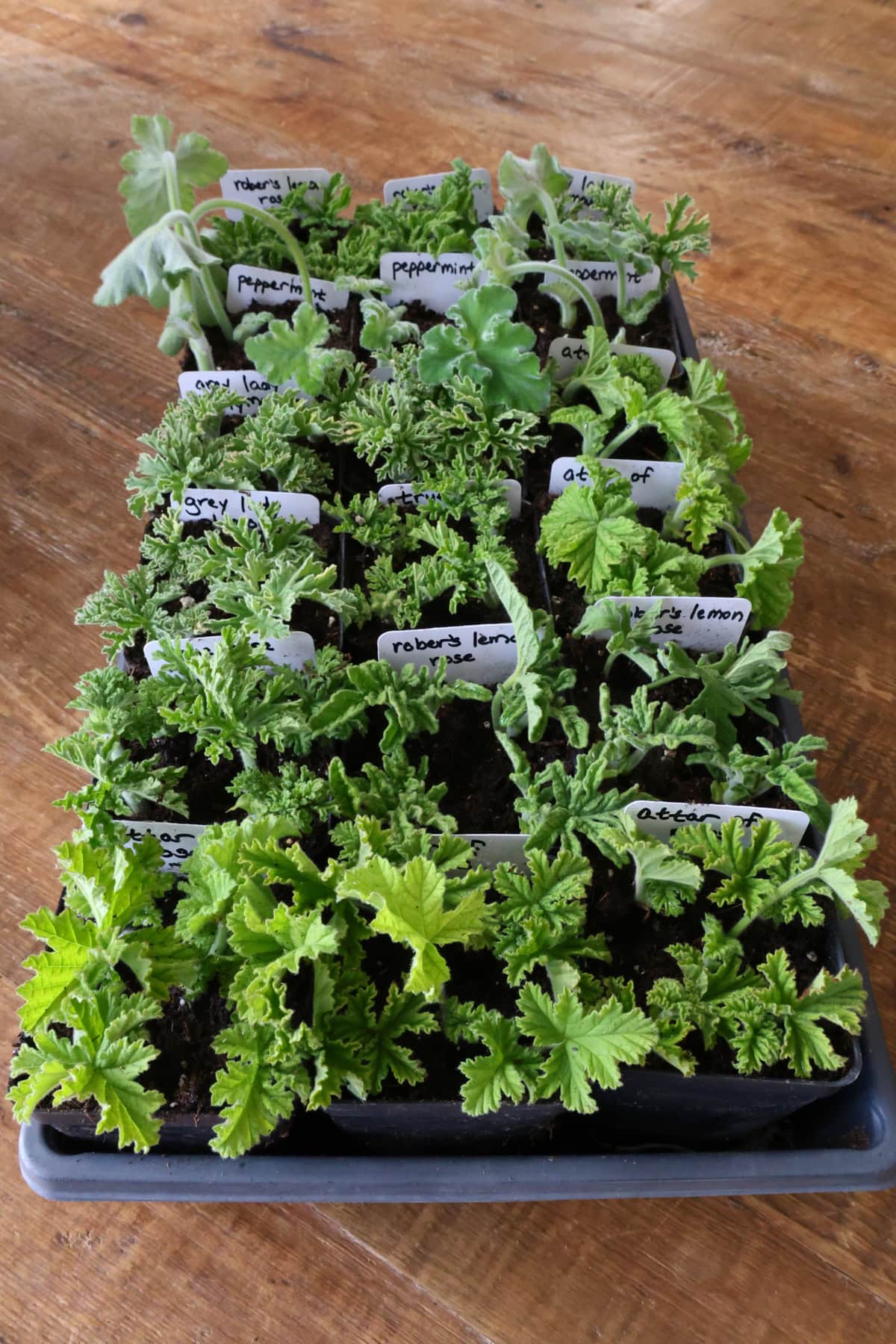 Geranium Varieties 26 Scented Geranium Varieties to Grow: Culinary Scents and Cuttings ...