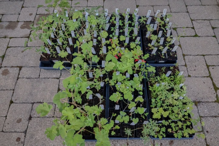 nursery trays of scented geranium and other herb plant cuttings