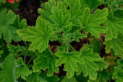 26 Scented Geranium Varieties to Grow: Culinary Scents and Cuttings ...