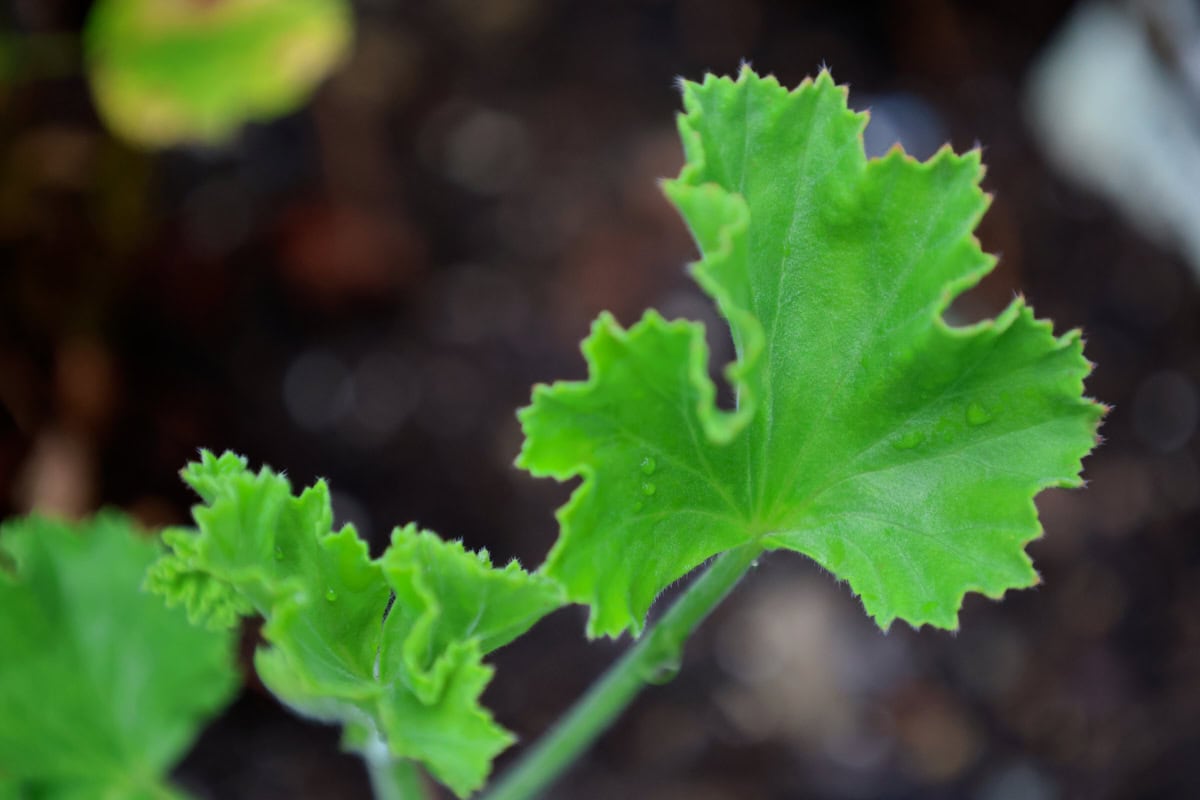 a ginger scented geranium plant