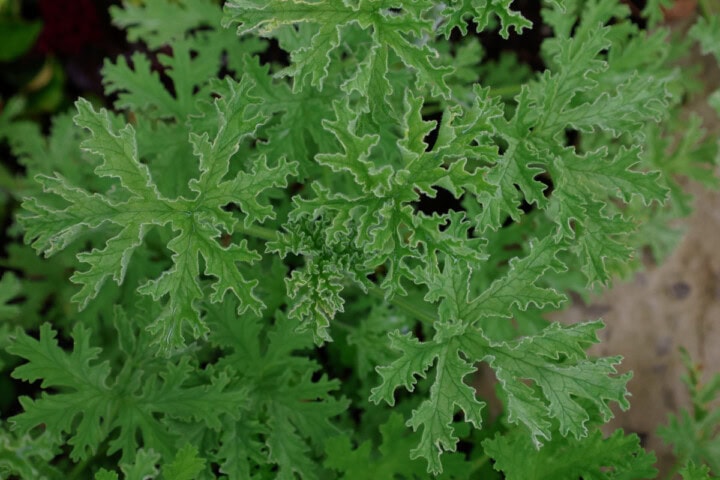 a grey lady plymouth scented geranium plant