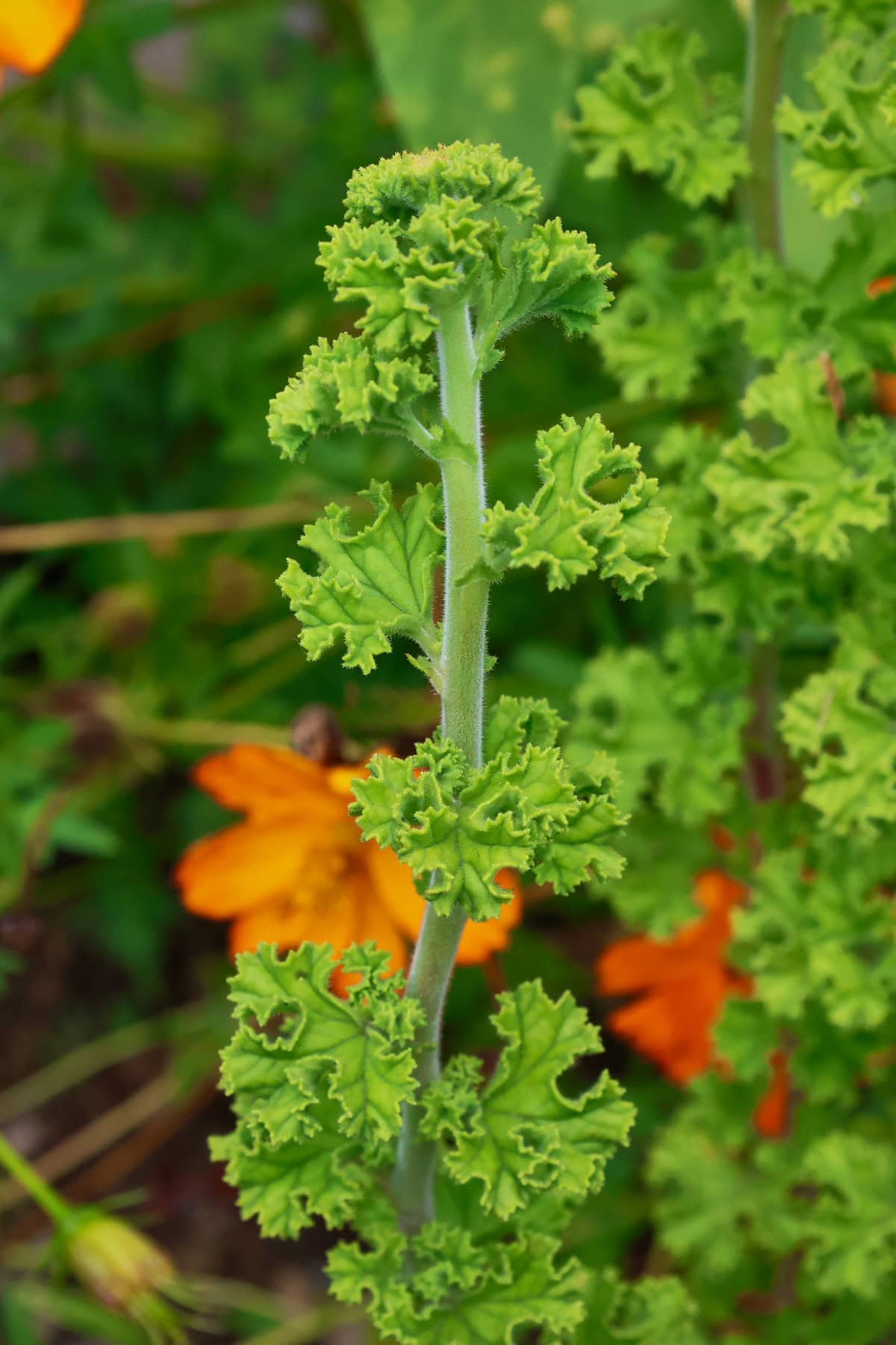 a lemon crispum scented geranium plant