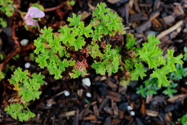 a lemona scented geranium plant