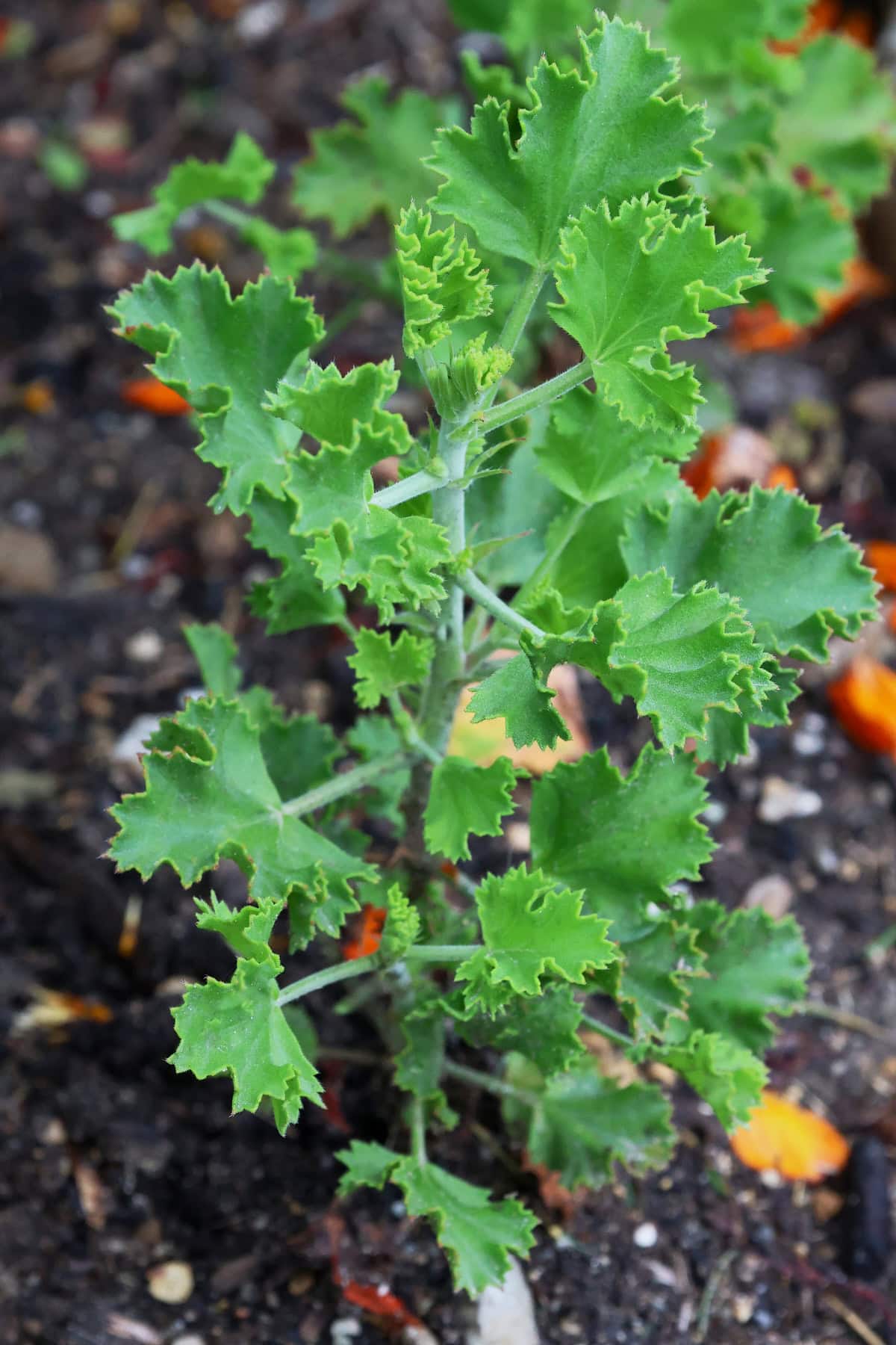 a lime scented geranium plant