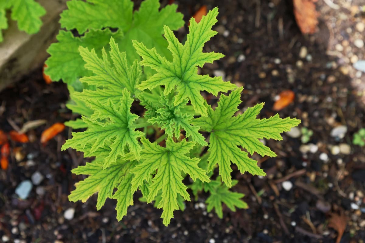 a mabel grey scented geranium plant