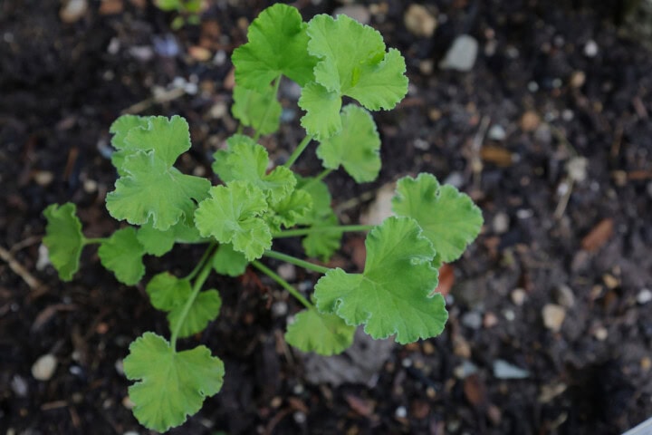 a nutmeg scented geranium plant