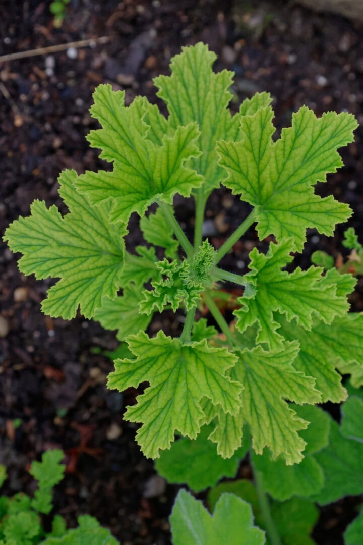 an orange fizz scented geranium plant