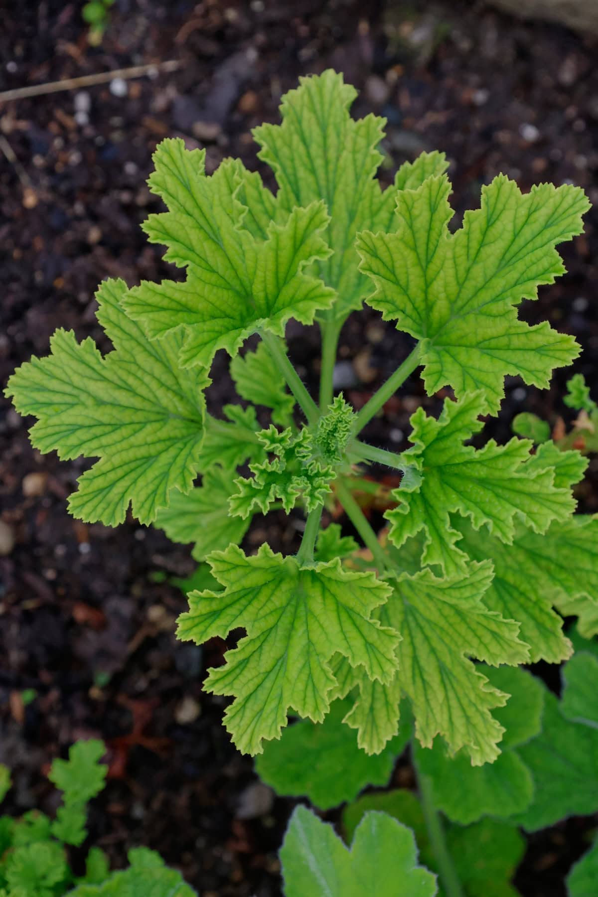 an orange fizz scented geranium plant