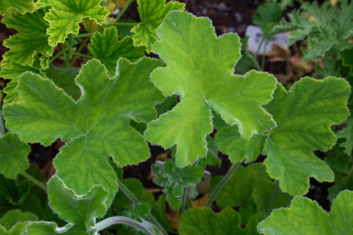 a peppermint scented geranium plant