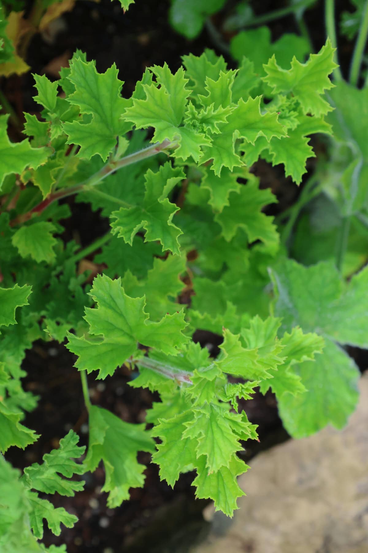 a prince of orange scented geranium plant