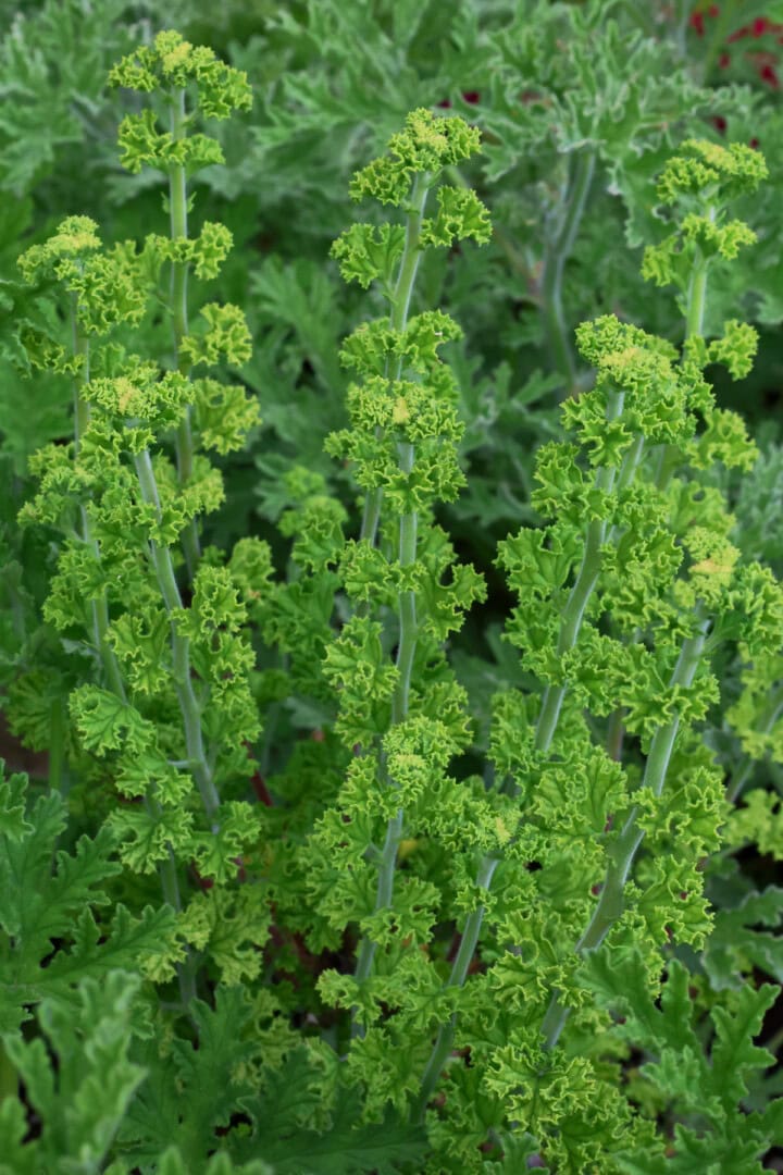 a prince rupert scented geranium plant
