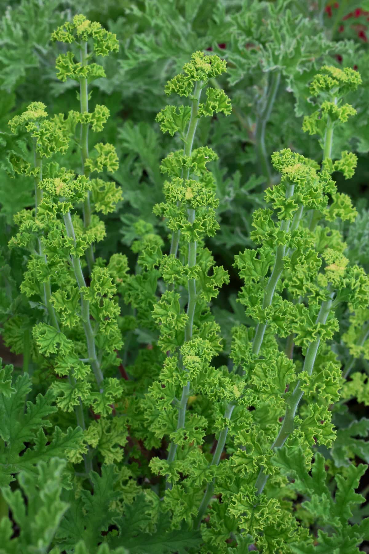 a prince rupert scented geranium plant