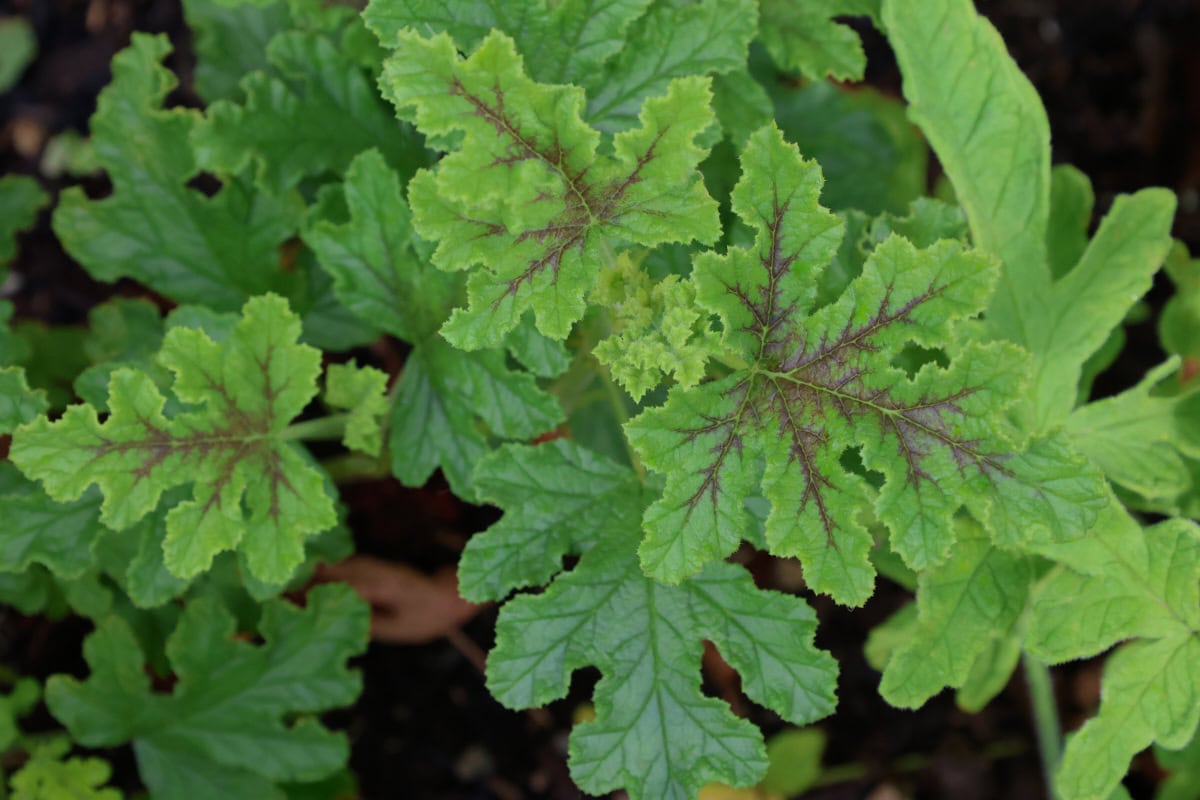 a quercifolia scented geranium plant