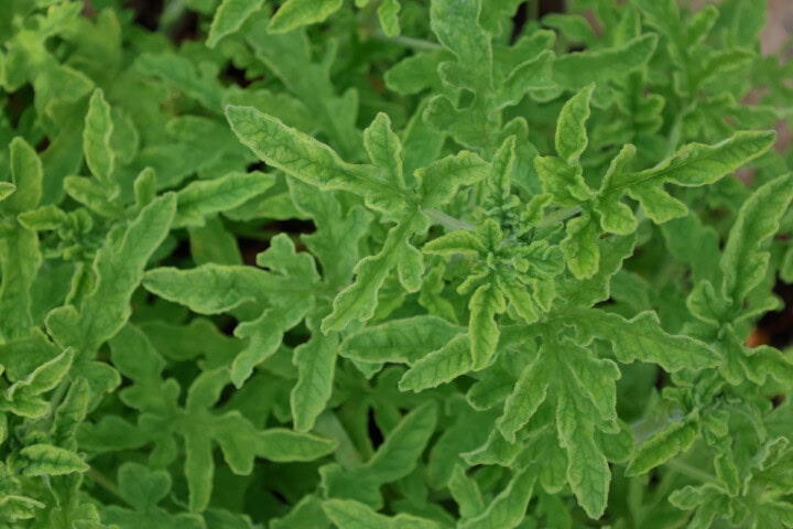 a rober's lemon rose scented geranium plant