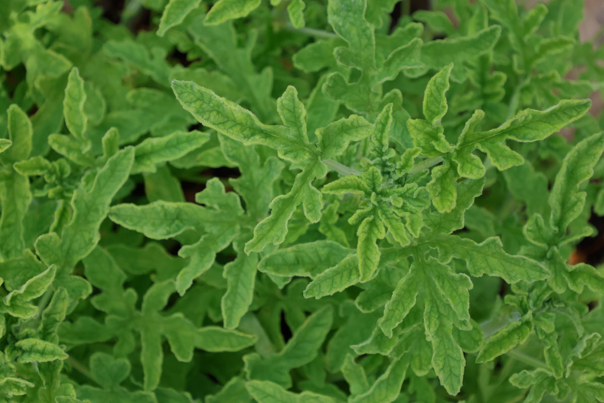 a rober's lemon rose scented geranium plant