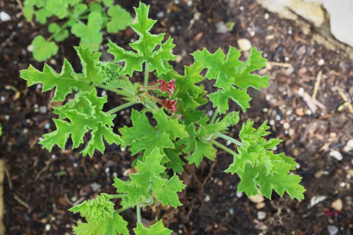 a scarlet unique scented geranium plant
